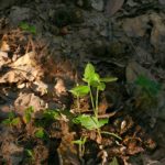 WordPress ギャラリープラグイン